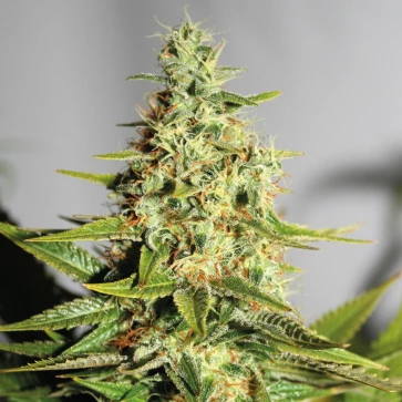 Categories Auto Chronic Feminised Gold